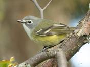 Blue-headed Vireo - Prince Edward Point National Wildlife Area, Ontario