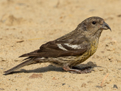 White-winged Crossbill - Entwhistle, Alberta