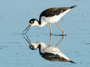 Black-necked Stilt - Weed Lake, Alberta