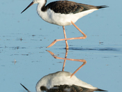 Black-necked Stilt - Weed Lake, Alberta