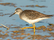 Lesser Yellowlegs - Weed Lake, Alberta