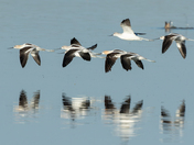 American Avocets - Weed Lake, Alberta