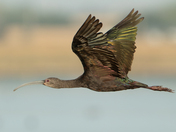 White-faced Ibis - Weed Lake, Alberta