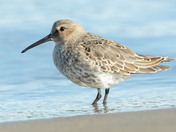 Dunlin - Calumet, Quebec