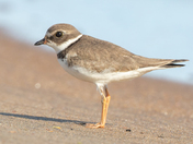 Semipalmated Plover - Calumet, Quebec
