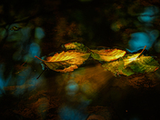 Autumn Leaves