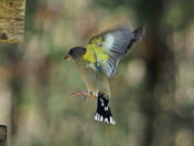Grose beak 