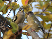 Grose beak 