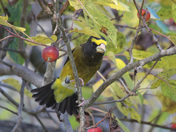 Grose beak 