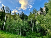 Uinta-Wasatch-Cash National Forest