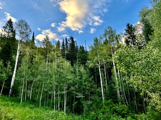 Uinta-Wasatch-Cash National Forest