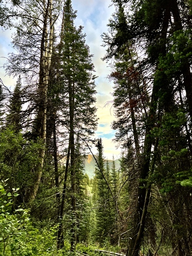 Uinta-Wasatch-Cash National Forest