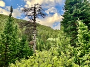 Uinta-Wasatch-Cash National Forest