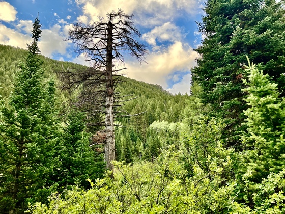 Uinta-Wasatch-Cash National Forest