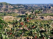 Theodore Roosevelt National Park