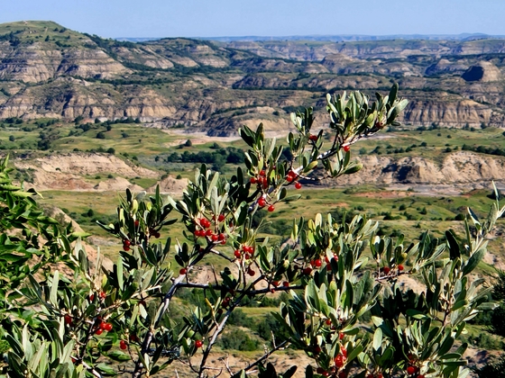 Theodore Roosevelt National Park