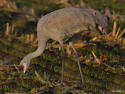 Sandhill Cranes