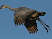 Sandhill Cranes