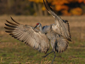 Sandhill Cranes