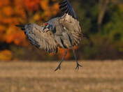 Sandhill Cranes