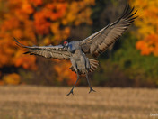 Sandhill Cranes