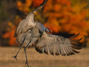 Sandhill Cranes