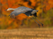Sandhill Cranes