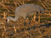 Sandhill Cranes