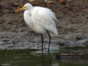 Great Egret