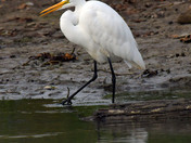Great Egret