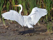 Great Egret