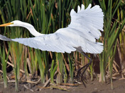 Great Egret