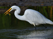 Great Egret