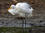 Great Egret