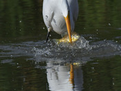Great Egret