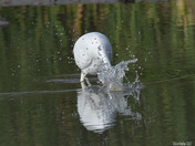 Great Egret