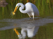 Great Egret