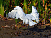 Great Egret