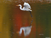 Great Egret 