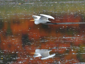 Great Egret 