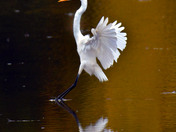 Great Egret 