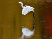 Great Egret 
