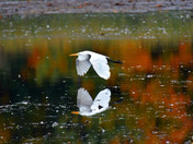 Great Egret 