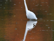 Great Egret 