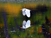 Great Egret 