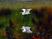 Great Egret 