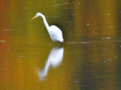Great Egret 