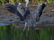 Great Blue Heron