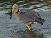 Great Blue Heron