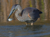 Great Blue Heron